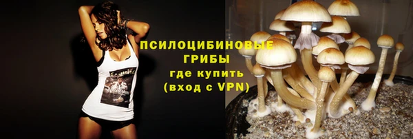 индика Новодвинск